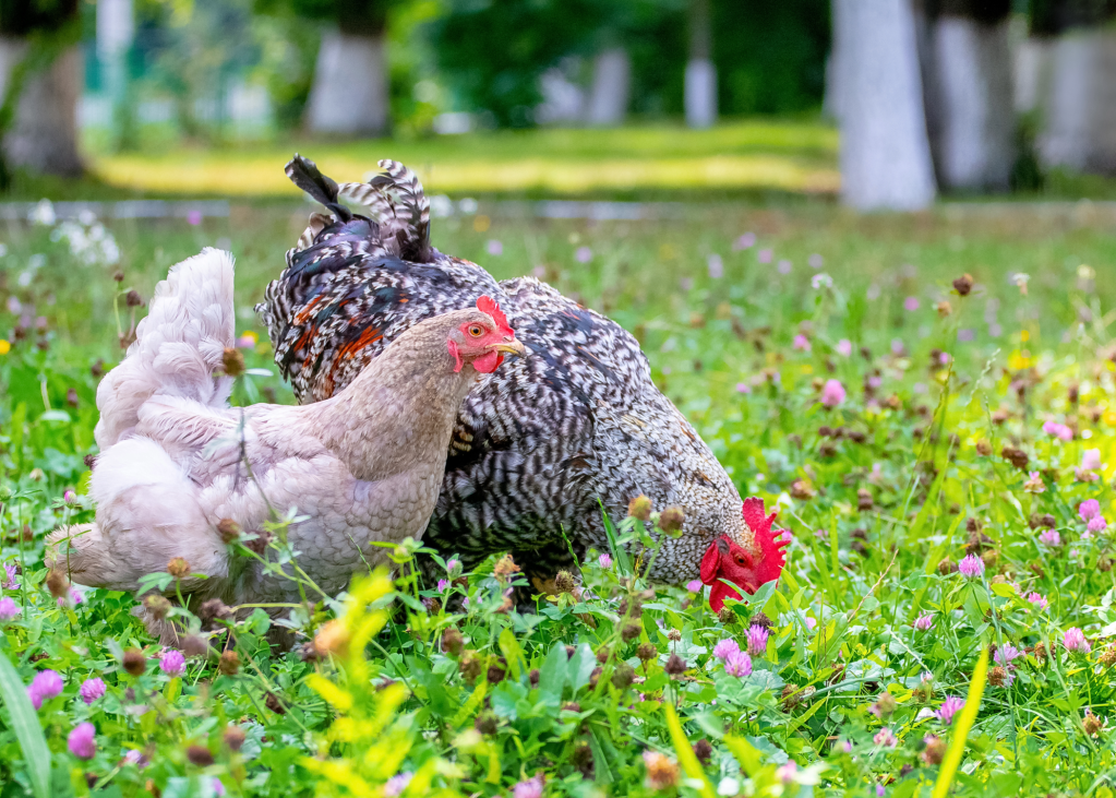 The basics of&nbsp;Homesteading